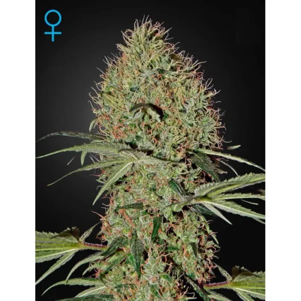 Super Bud Auto