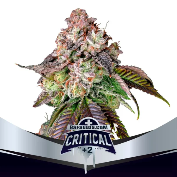 Grow-Op BSF Seeds Critical +2 Fem