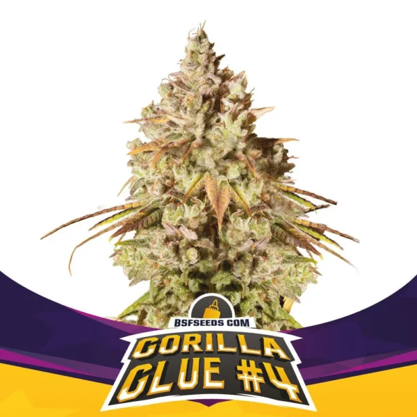 Grow-Op BSF Seeds Gorilla Glue #4 Fem