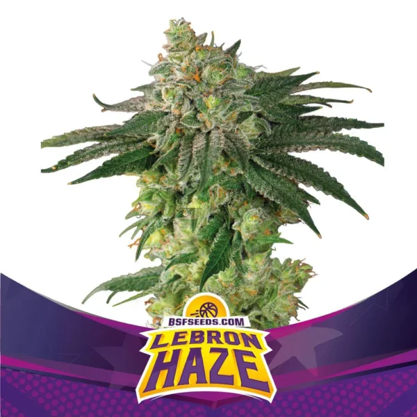 Grow-Op BSF Seeds Lebron Haze Fem