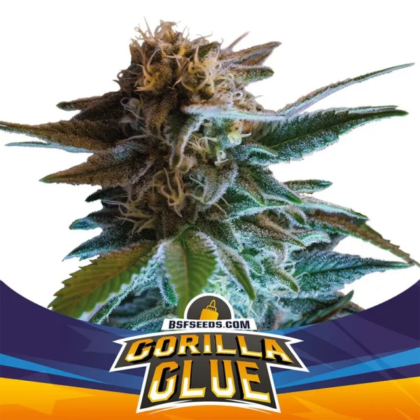 Grow-Op BSF Seeds Gorilla Glue Auto