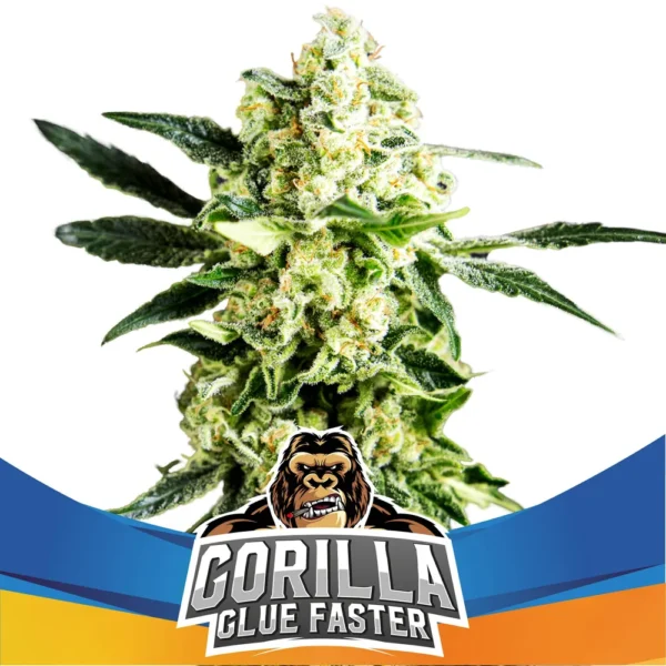 Grow-Op BSF Seeds Gorilla Glue Faster Flowering Fem