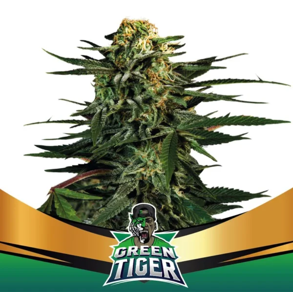 Grow-Op BSF Seeds Green Tiger Faster Flowering Fem