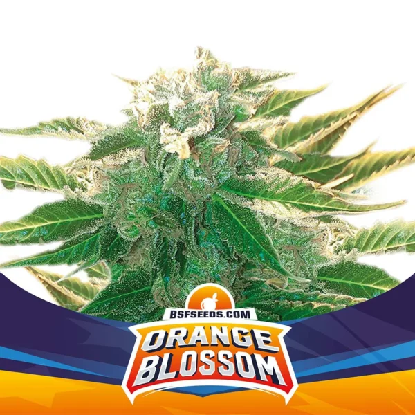 Grow-Op BSF Seeds Orange Blossom XXL Auto