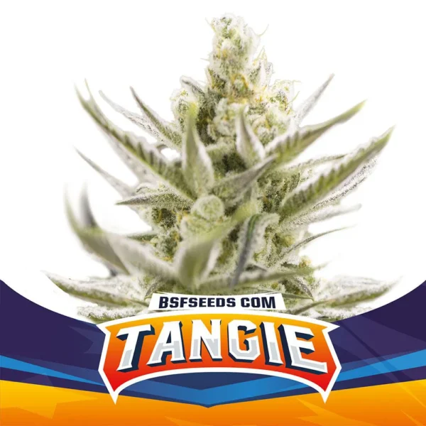 Grow-Op BSF Seeds Tangie XXL Auto