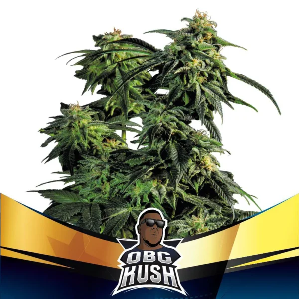 Grow-Op BSF Seeds OBG Kush Faster Flowering Fem