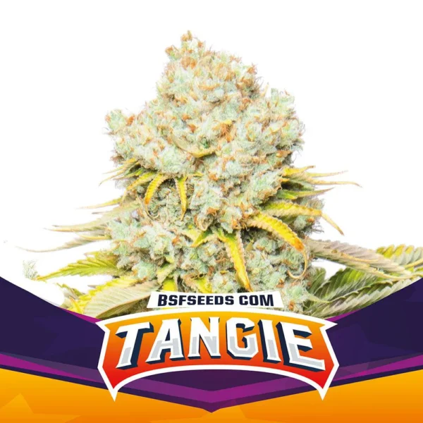 Grow-Op BSF Seeds Tangie Fem