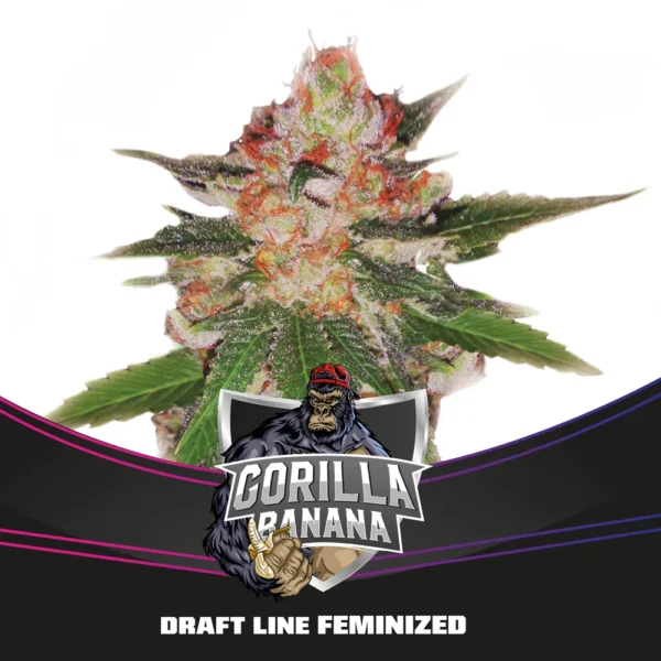 Grow-Op BSF Seeds Gorilla Banana Fem