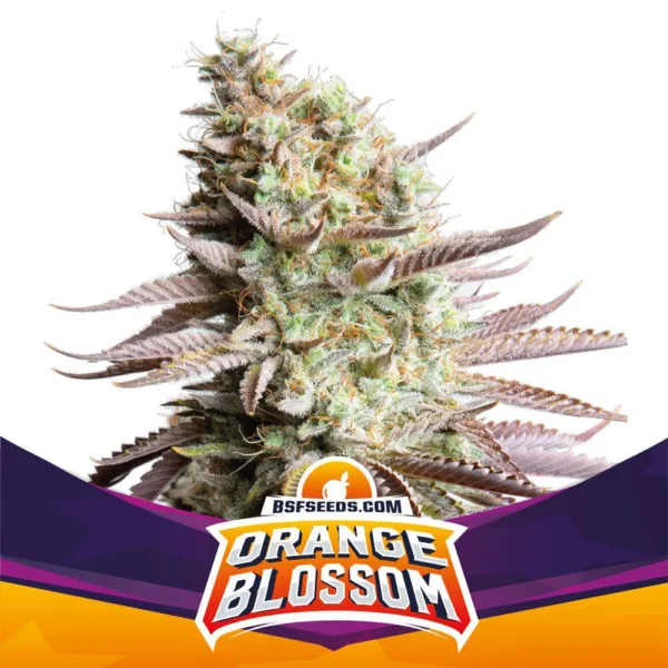 Grow-Op BSF Seeds Orange Blossom Fem