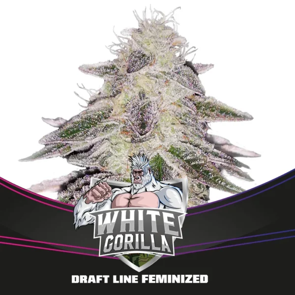 Grow-Op BSF Seeds White Gorilla Fem