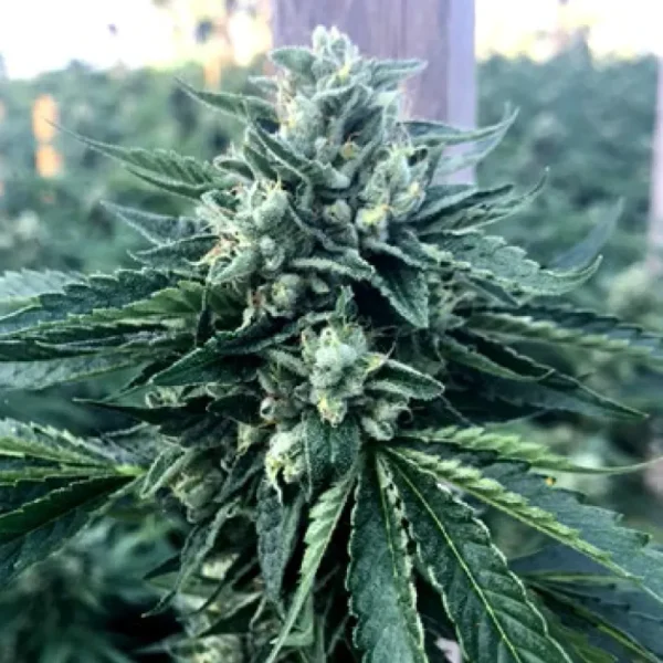 Cinnamon Buddha Fem