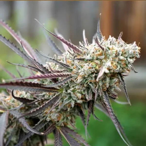 Ice Cream Cake Fast Flowering Fem