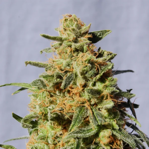 White Domina Fem