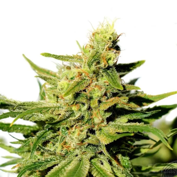 Bcn Diesel CBD Fem