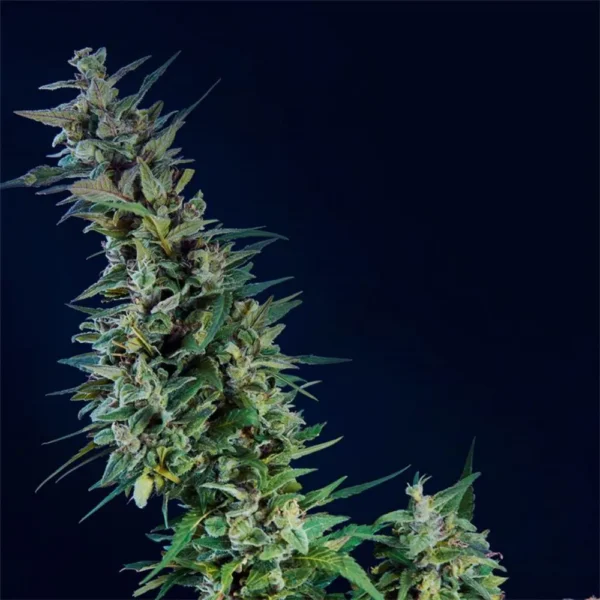 Kama Kush CBD Fem