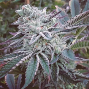 Cheese Cake Cookies Fem