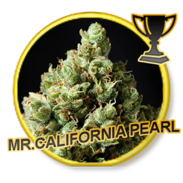 Mr. California Pearl Fem.