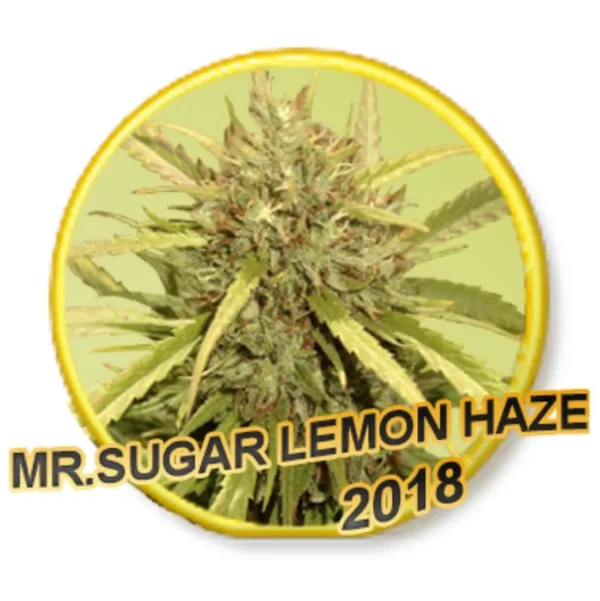 Mr. Sugar Lemon Haze Fem.