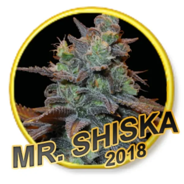 Mr. Shiska Fem.