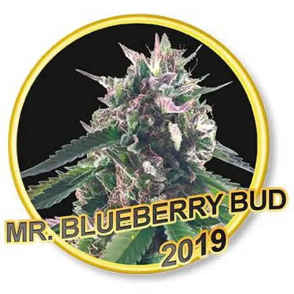 Mr. Blueberry Bud Fem.