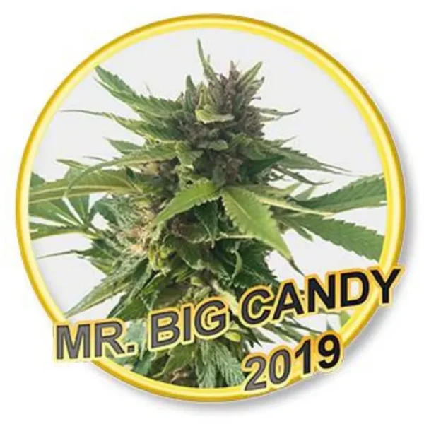 Mr. Big Candy Fem.