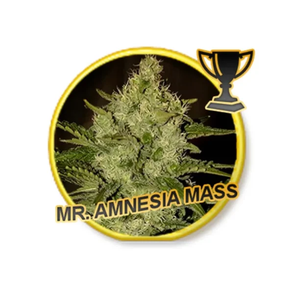 Mr. Amnesia Mass Reg