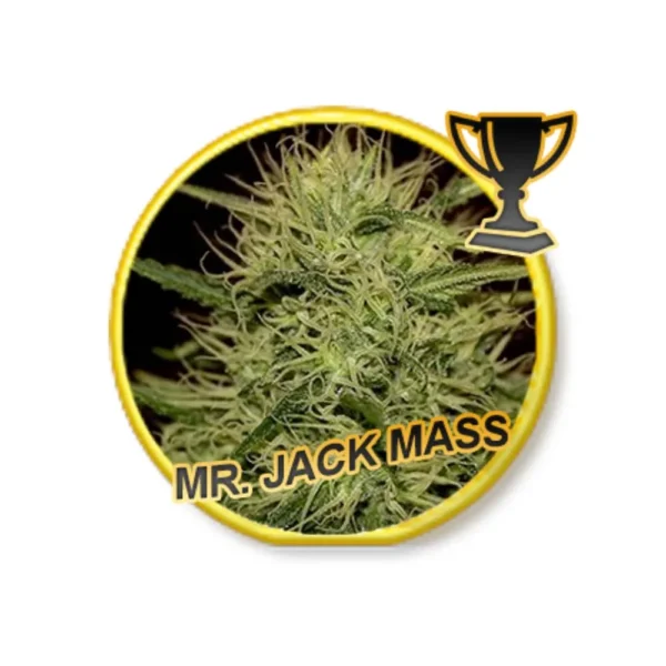 Mr. Jack Mass Reg