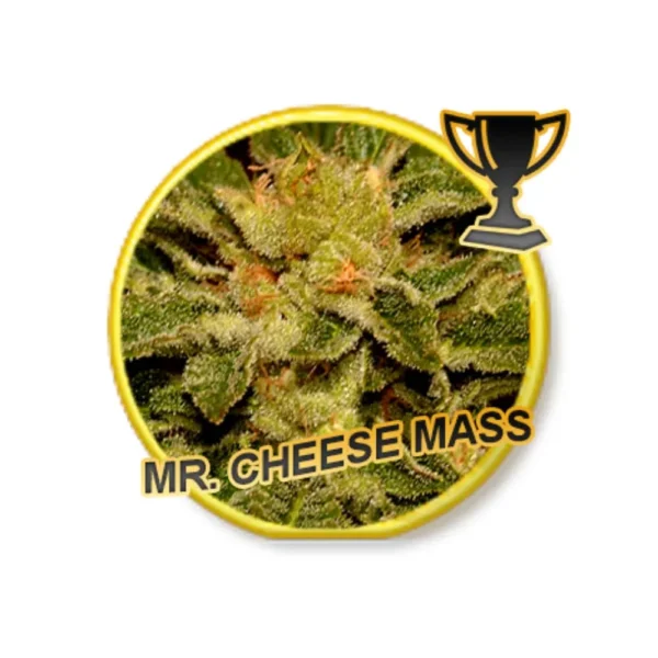 Mr. Cheesse Mass Reg