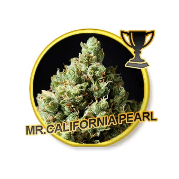 Mr. California Pearl Reg