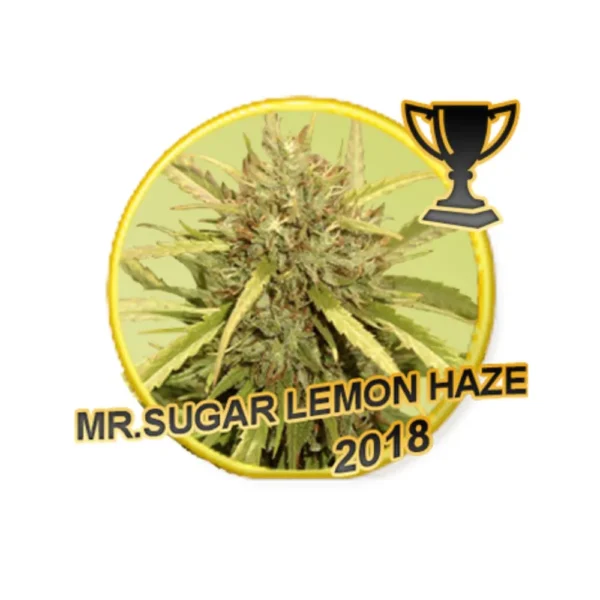 Mr. Sugar Lemon Haze Reg