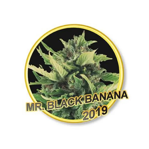 Mr. Black Banana Reg