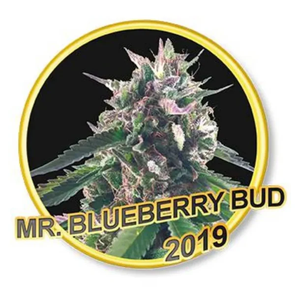 Mr. Blueberry Bud Reg