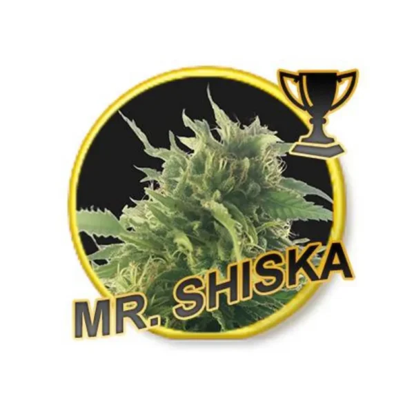 Mr. Shiska Reg