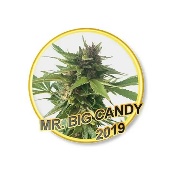 Mr. Big Candy Reg