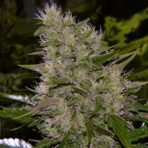 Critical Mass Reg