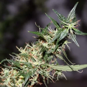 Mango Haze Reg