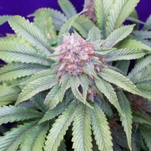 G13 x Widow Reg