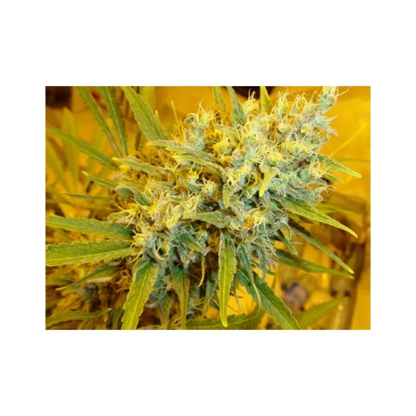 Critical Haze Reg