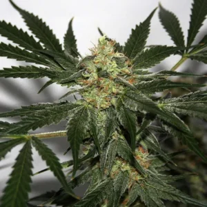 Early Queen x Afghan Haze Reg