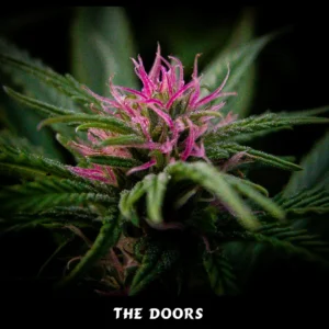The Doors (NL5 x Haze Ac) Reg