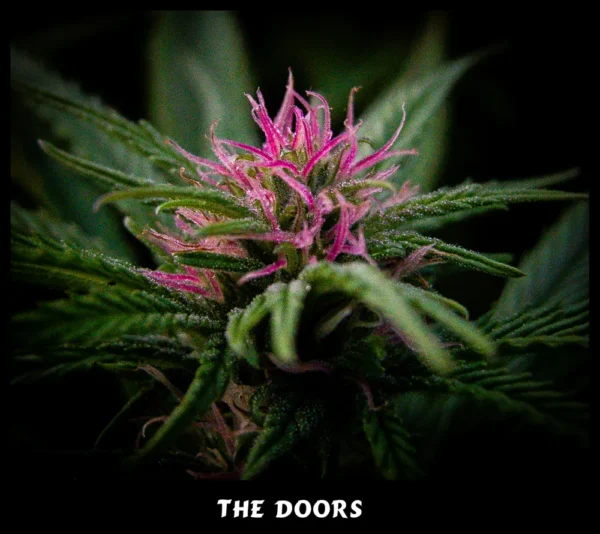 The Doors (NL5 x Haze Ac) Reg