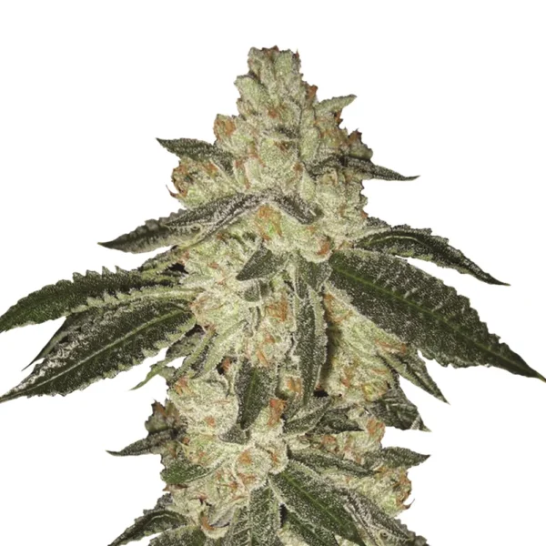 Aurora Indica Auto