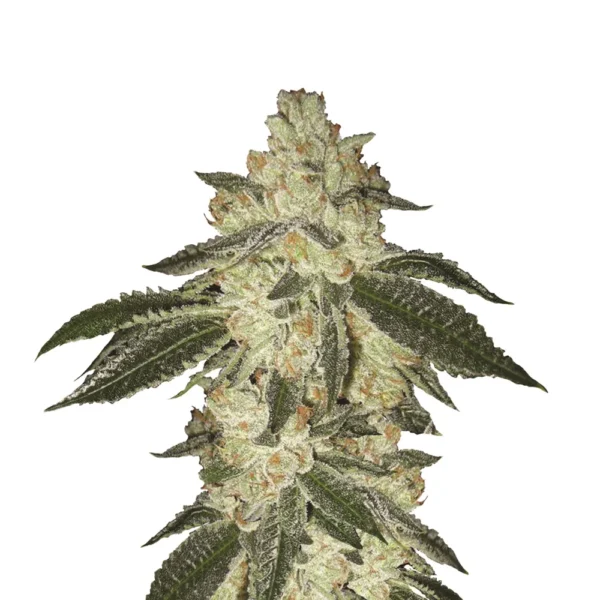 Black Jack Auto