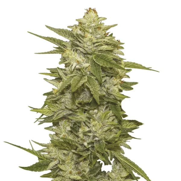 GG-48 Fem