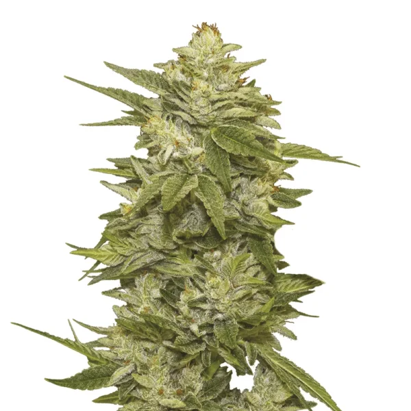 GG-48 Auto