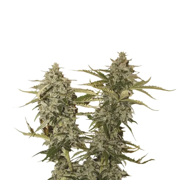 Original Glue Fem