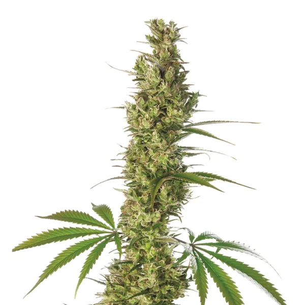 Super Silver Haze 10Und Reg