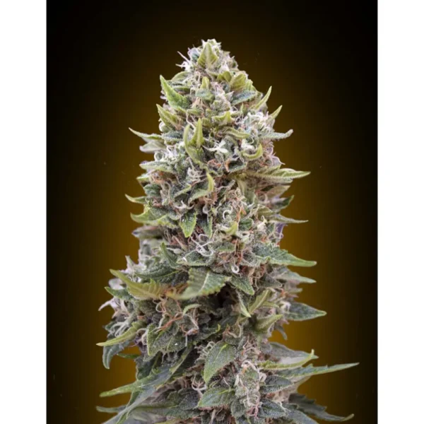 Auto Cheese Berry