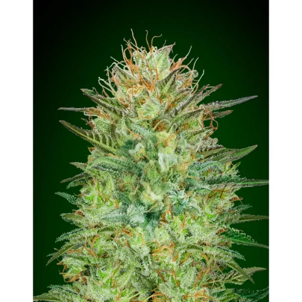 Auto Sweet Critical