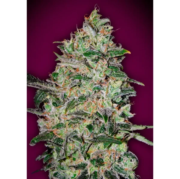 Bubble Gum Fast Fem